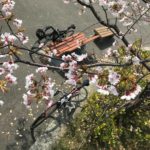 2018年の寺泊港の桜開花