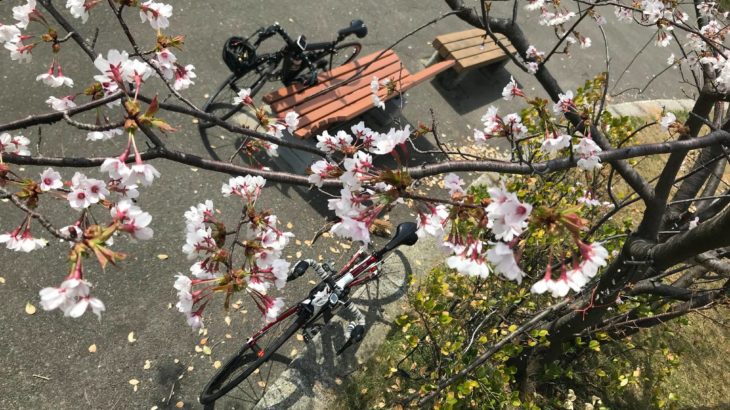 2018年の寺泊港の桜開花