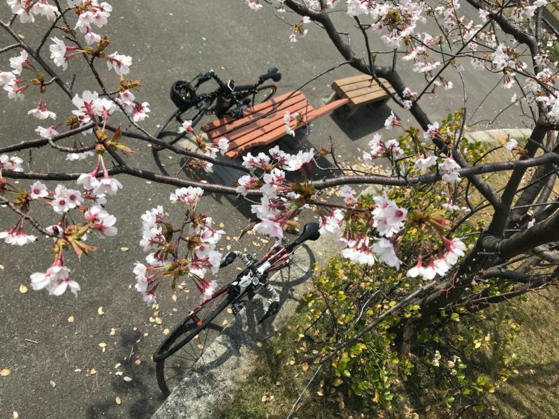 2018年の寺泊港の桜開花